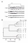 Figure 6. Convergence of physiological and molecular biological evidence for a tripartite classification of voltage-gated Ca2+ channels.