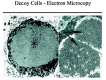 Figure 6. Electron microscopical image of decoy cells.