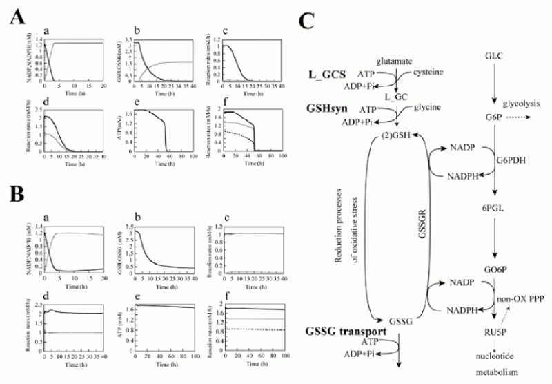 Figure 2. Simulation results of G6PDH deficiency.