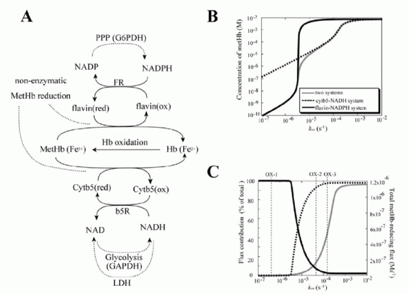 Figure 3. MetHb-reducing pathways included in the model and the simulation results.