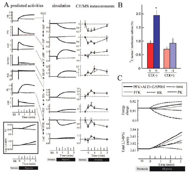 Figure 5. Hypoxia-induced alterations in metabolism: predictions using the mathematical model and measurements by CE-MS.