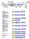 Figure 1. Domain structures of human MMPs.