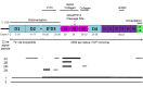 Figure 3. . VWF protein structure [adapted from Zhou et al 2012] and location of VWF pathogenic variants by VWD type.