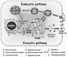 Figure 1. A diagram of the two major intracellular trafficking pathways and the compartments they connect: The exocytic pathway carries proteins and lipids from the endoplasmic reticulum through the Golgi apparatus to the plasma membrane (PM).