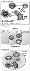 Figure 2. Three examples of cross-talk between the exocytic and endocytic pathways.