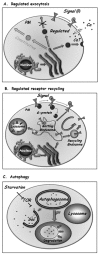 Figure 3. Three examples of regulated trafficking.