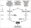 Figure 1.. Stimuli and MAPK pathways that activate MSK.