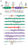 Figure 2.. Cartoon structure and primary sequence of MSK.