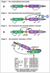 Figure 3.. Cartoon model of the MSK activation mechanism via multi-site phosphorylation.