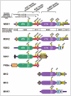 Figure 4.. Conservation of regulatory motifs and phosphorylation sites between MSK and related kinases belonging to the AGC or CaMK group.