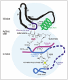 Figure 5.. Schematic representation of the prototypical, active site of the classical protein kinases.