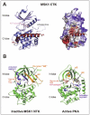 Figure 6.. Crystal structures of the CTK and NTK of MSK1.