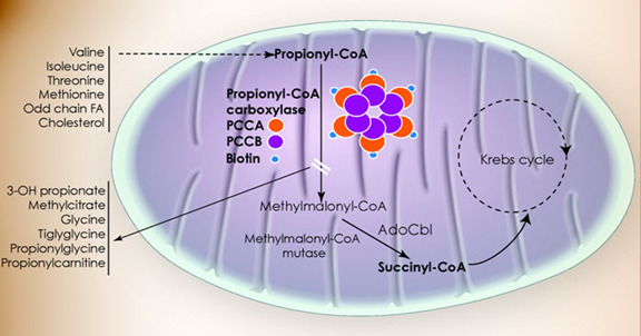 Figure 2. . Metabolic pathway.