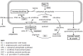 Figure 1. . Compartmentalization of the biochemical pathways involved in HHH syndrome as a result of deficiency of the mitochondrial ornithine transporter (ORNT1; encoded by SLC25A15), leading to abnormal accumulation of the metabolites shown in black-framed rectangles.