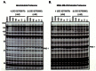 Figure 4. Profiling of top aza-beta-lactam uHTS hits in Hela soluble proteome (A) and MDA-MB-231 soluble proteome (B).