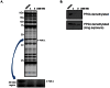 Figure 9. In Situ inhibition of PME-1 activity (A) and PME-1-mediated PP2A demethylation (B) by probe compound 1 (SID 99206500) and compound 3 (SID 99206503).