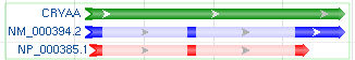 Arrows at both ends showing the strand, and lighten bars for introns