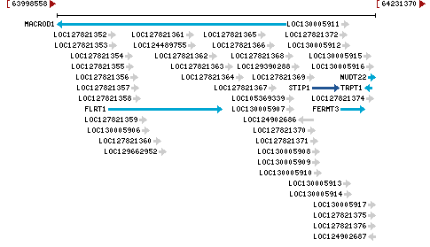 Genomic Context describing neighboring genes