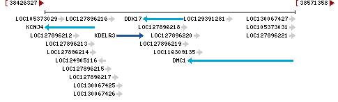 Genomic Context describing neighboring genes