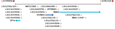 Genomic Context describing neighboring genes