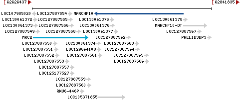 Genomic Context describing neighboring genes