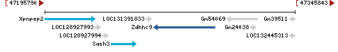 Genomic Context describing neighboring genes