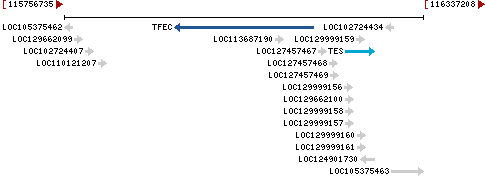 Genomic Context describing neighboring genes