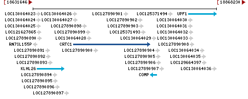 Genomic Context describing neighboring genes