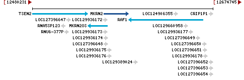 Genomic Context describing neighboring genes