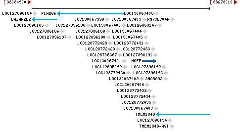 Genomic Context describing neighboring genes