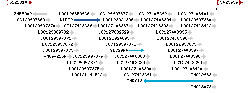 Genomic Context describing neighboring genes