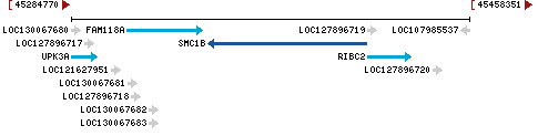 Genomic Context describing neighboring genes