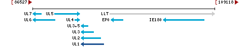 Genomic Context describing neighboring genes