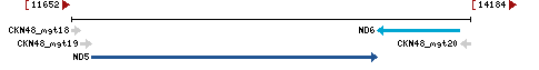 Genomic Context describing neighboring genes