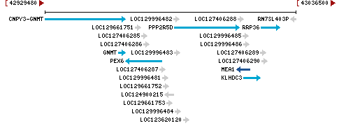 Genomic Context describing neighboring genes