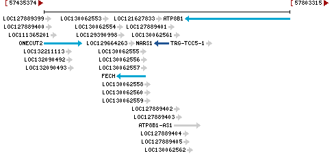 Genomic Context describing neighboring genes