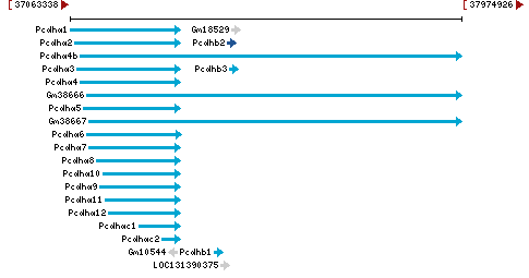 Genomic Context describing neighboring genes