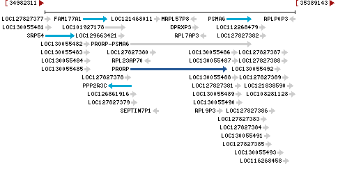 Genomic Context describing neighboring genes